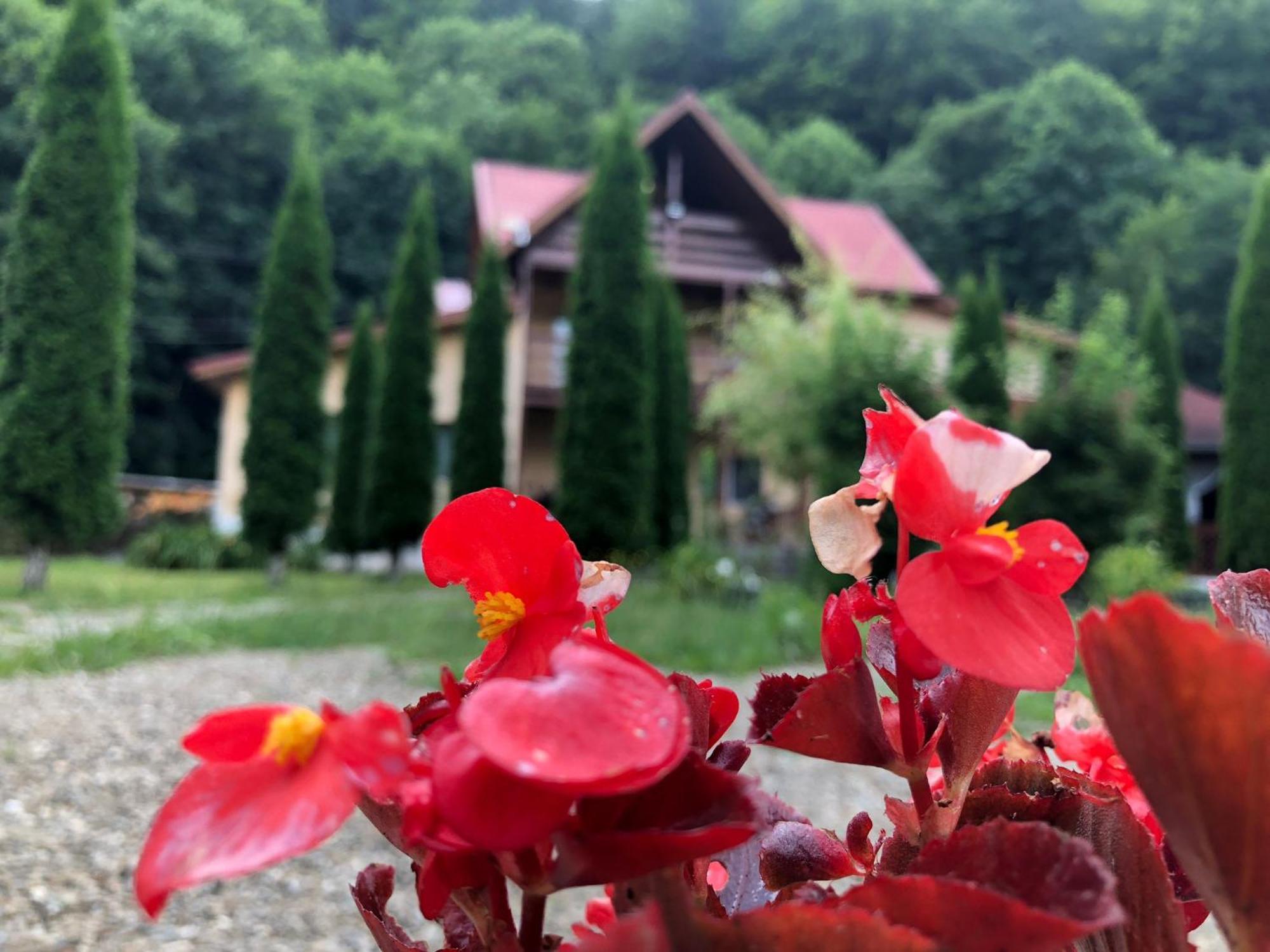 Отель Pensiunea La Padure Cheia, Prahova Maneciu Экстерьер фото